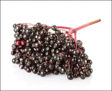 Several Studies Confirm the Immune-Boosting Power of Elderberries