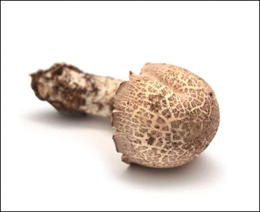 Ingredient Spotlight: Agaricus Blazei