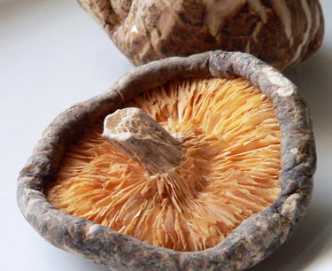 The Mushroom Blend of Defend