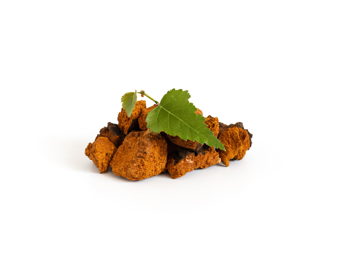 Chaga: the 'King' of Medicinal Mushrooms