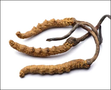 STUDY: Cordyceps Sinensis Improves Quality of Life in Moderate-to-Severe Asthma