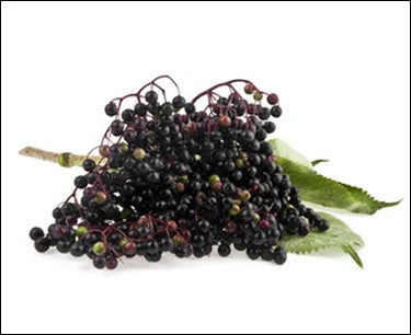 Elderberry Soothes Common Allergy Symptoms