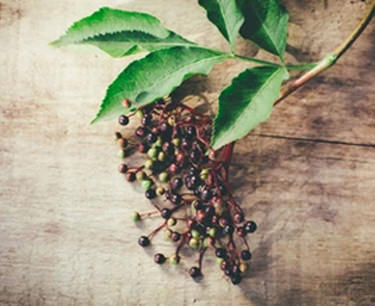 Can Elderberries Help Fight Flu-like Symptoms?