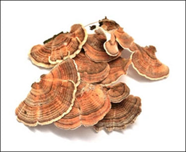 Balance Your Immune System with Medicinal Mushrooms